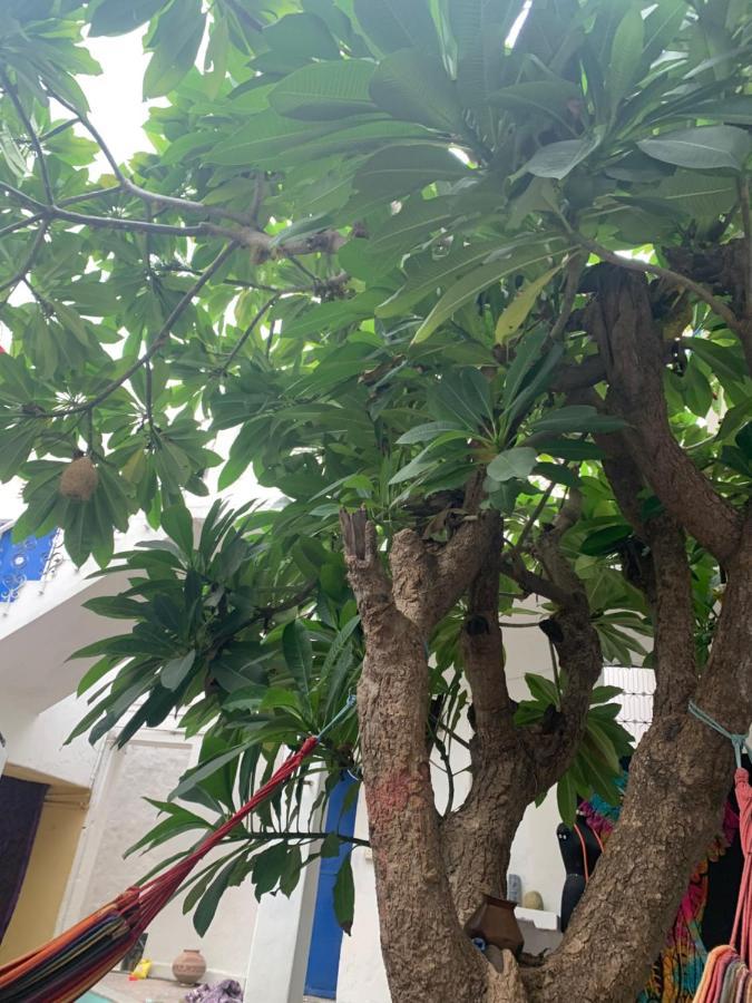 Shiva Guest House Pushkar Ngoại thất bức ảnh